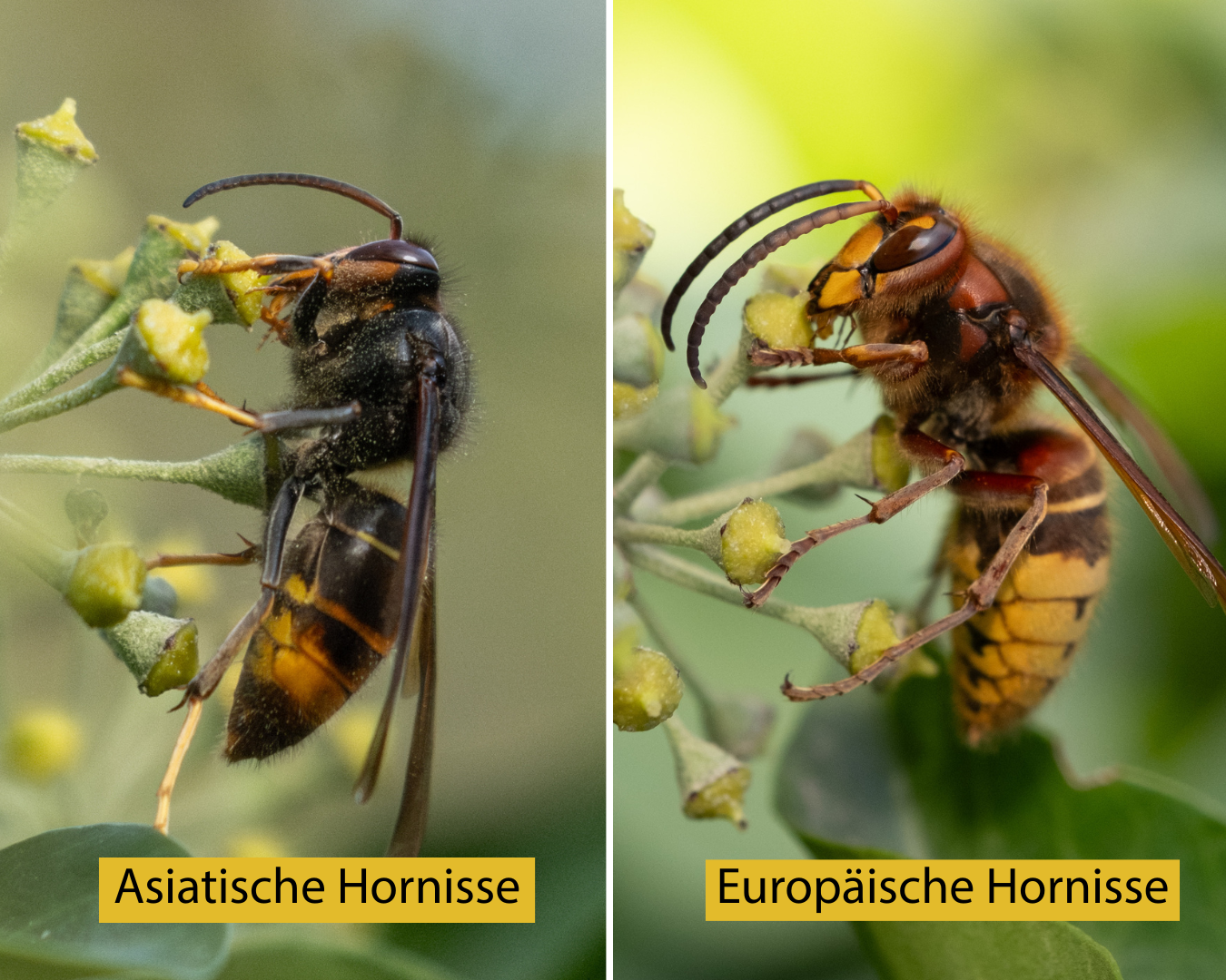 Die Unterscheidung der heimischen und der asiatischen Hornisse ist mit blossem Auge möglich. (Bild: zvg)